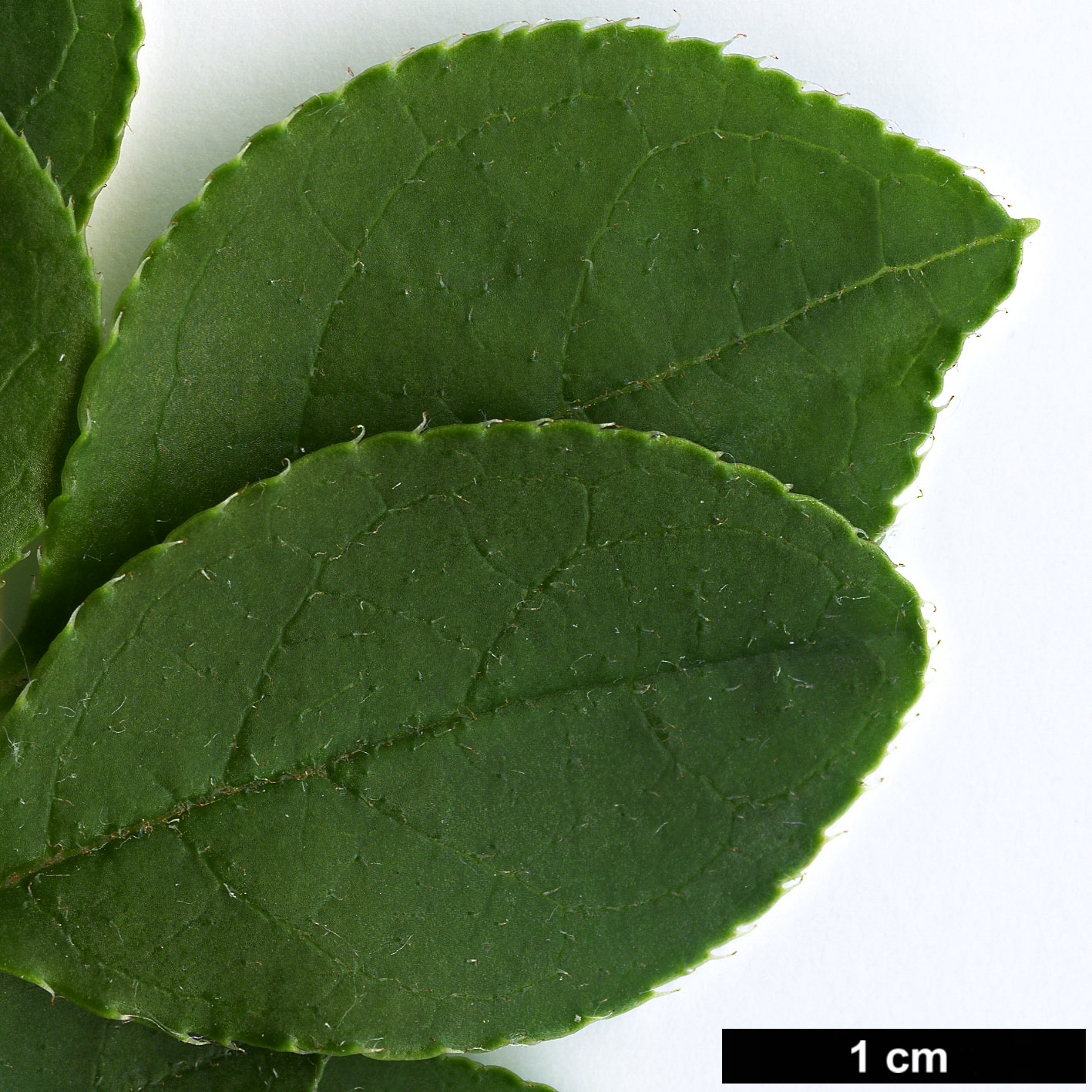 High resolution image: Family: Ericaceae - Genus: Enkianthus - Taxon: perulatus